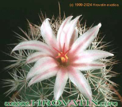Mammillaria fraileana flower 136