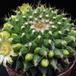 Mammillaria marksiana 1
