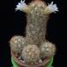 Mammillaria elongata f MOP
