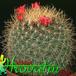 Mammillaria rhodantha v flavispina 424