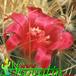 Mammillaria rhodantha v flavispina flower 425