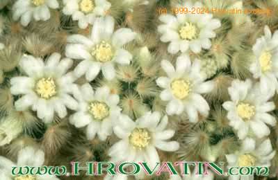 Mammillaria schiedeana flower 73