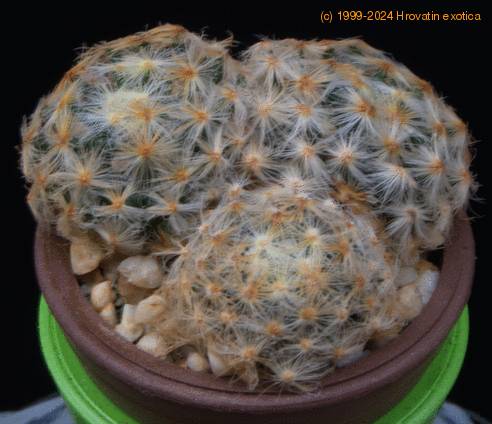Mammillaria schiedeana MOP
