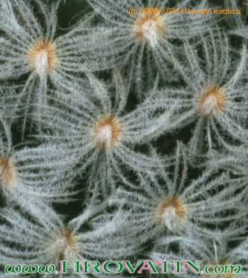 Mammillaria trichacantha thorn 254