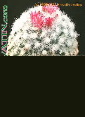 Mammillaria vagaspina 23