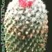 Mammillaria vagaspina 23