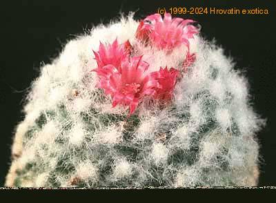 Mammillaria vagaspina flower 24