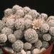 Mammillaria vetula ssp gracilis-763