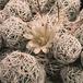 Mammillaria vetula ssp gracilis-764