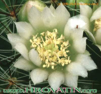 Mammillaria zeilmanniana v albiflora flower 156