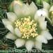 Mammillaria zeilmanniana v albiflora flower 156