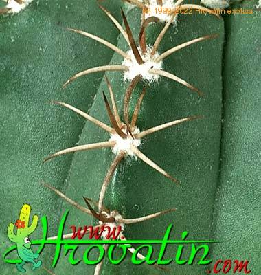 Melocactus matanzanus thorn 382