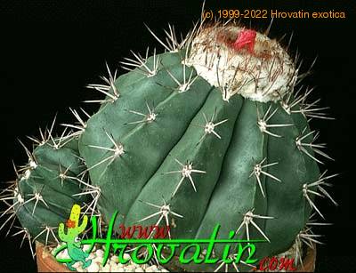 Melocactus salvadorensis 387