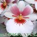 Miltonia roezlii flower 1781