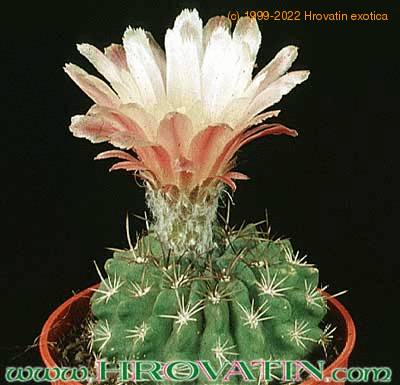 Neoporteria eriocephala v grandiflora 327