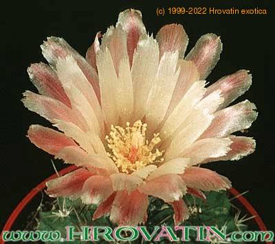 Neoporteria eriocephala v grandiflora flower 328