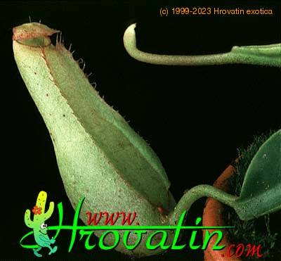 Nepenthes minima hybrid flower 1692