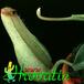 Nepenthes minima hybrid flower 1692