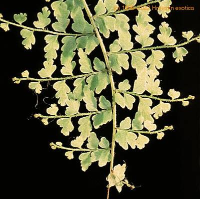 Nephrolepis exaltata leaf 1956