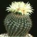 Notocactus apricus 241