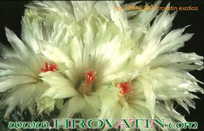 Notocactus apricus flower 242
