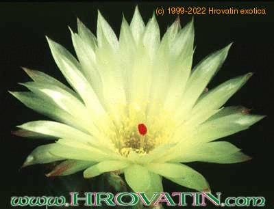 Notocactus ottonis v linkii flower 186