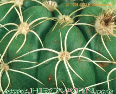 Notocactus ottonis v linkii thorn 187