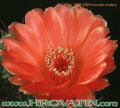 Notocactus ottonis v vencluianus flower 290