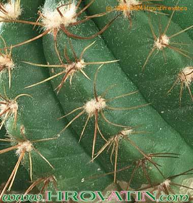 Notocactus ottonis v vencluianus thorn 291