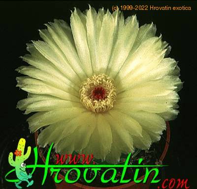 Notocactus ottonis flower 434