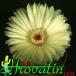 Notocactus ottonis flower 434