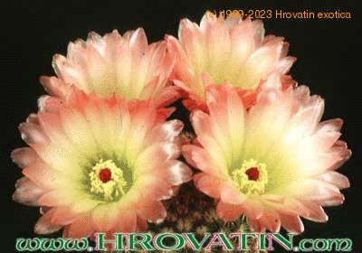 Notocactus rutilans flower 221