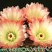 Notocactus rutilans flower 221