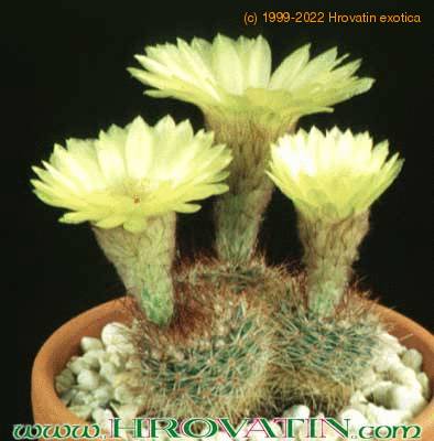 Notocactus schlosseri 179