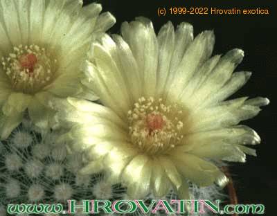 Notocactus succineus v albispinus flower 127