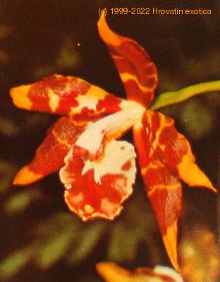 Odontoglossum species flower odontoglossum sp k