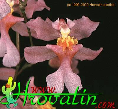 Oncidium ornithorhynchum flower 1796