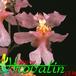 Oncidium ornithorhynchum flower 1796