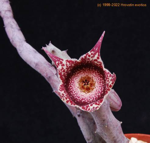 Orbeanthus hardyi PP20107