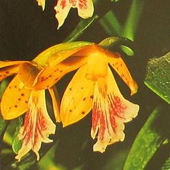 Epidendrum species