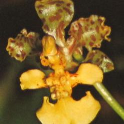 Oncidium species