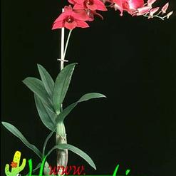 Dendrobium bigibbum