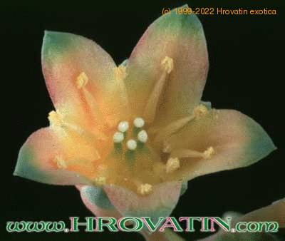 Pachyphytum compactum flower 1081