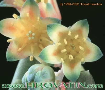 Pachyphytum compactum flower 1081a