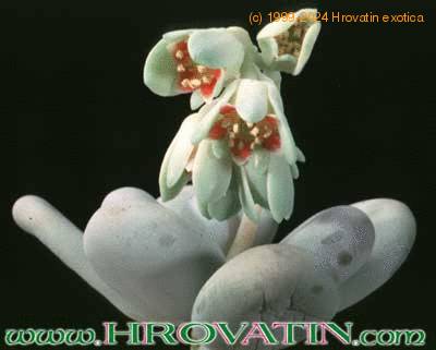 Pachyphytum oviferum flower 1075