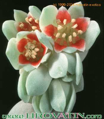 Pachyphytum oviferum flower 1076