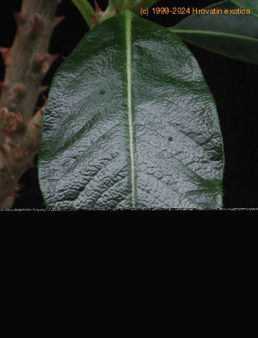 Pachypodium baronii leaf