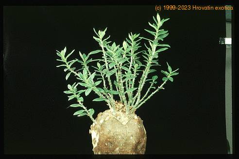 Pachypodium bispinosum-SIb