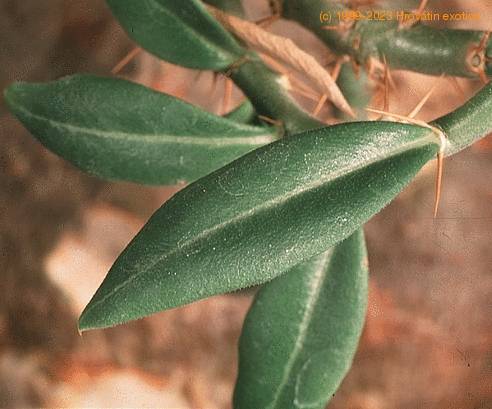 Pachypodium bispinosum-SIl