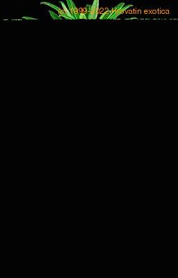 Pachypodium lamerei 1646